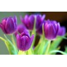 Картина на Лилави лалета - k7897185 -PAGAGAL