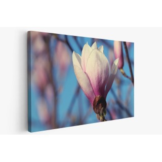 Картина на Разцъфваща Магнолия - k7897268 -PAGAGAL