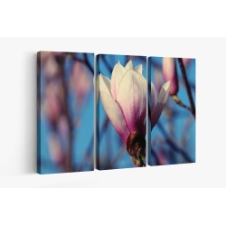 Картина на Разцъфваща Магнолия - k7897268 -PAGAGAL