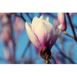Картина на Разцъфваща Магнолия - k7897268 -PAGAGAL