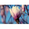 Картина на Разцъфваща Магнолия - k7897268 -PAGAGAL