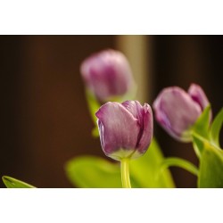 Картина на Лилаво лале - k7901568 -PAGAGAL