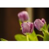 Картина на Лилаво лале - k7901568 -PAGAGAL