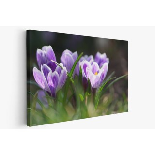 Картина на Минзухари на поляна - k7901721 -PAGAGAL
