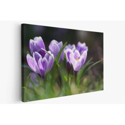Картина на Минзухари на поляна - k7901721 -PAGAGAL