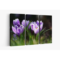 Картина на Минзухари на поляна - k7901721 -PAGAGAL