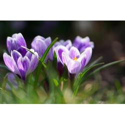 Картина на Минзухари на поляна - k7901721 -PAGAGAL