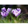 Картина на Минзухари на поляна - k7901721 -PAGAGAL