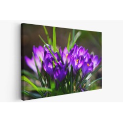 Картина на Лилави мизухари - k7901727 -PAGAGAL