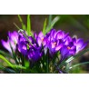 Картина на Лилави мизухари - k7901727 -PAGAGAL