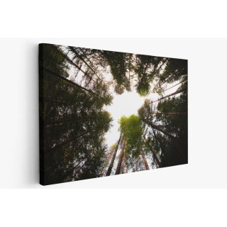 Картина на Красиви високи дървета - k7901935 -PAGAGAL