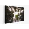 Картина на Красиви високи дървета - k7901935 -PAGAGAL