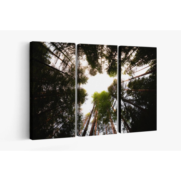 Картина на Красиви високи дървета - k7901935 -PAGAGAL