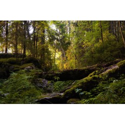 Картина на Лятна горска картина - k7901939 -PAGAGAL