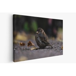 Картина на Угрижено врабче - k7901993 -PAGAGAL