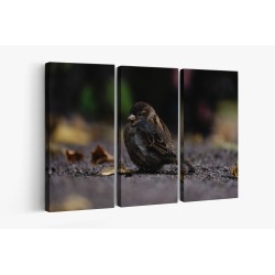 Картина на Угрижено врабче - k7901993 -PAGAGAL