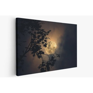 Картина на Пълнолуние в гората - k7902093 -PAGAGAL