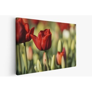 Картина на Червен лале в полето - k7902162 -PAGAGAL