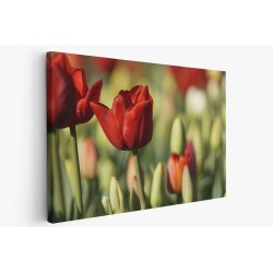 Картина на Червен лале в полето - k7902162 -PAGAGAL