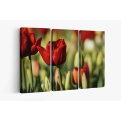 Картина на Червен лале в полето - k7902162 -PAGAGAL