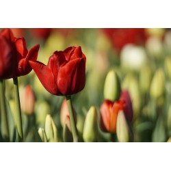 Картина на Червен лале в полето - k7902162 -PAGAGAL