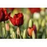 Картина на Червен лале в полето - k7902162 -PAGAGAL