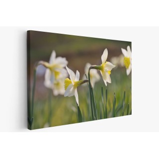 Картина на Цъфнали нарциси - k7902207 -PAGAGAL