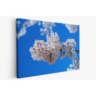 Картина на Цветове от вишна - k7902314 -PAGAGAL
