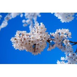 Картина на Цветове от вишна - k7902314 -PAGAGAL