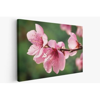 Картина на Вишневи цветове - k7902327 -PAGAGAL