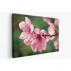 Картина на Вишневи цветове - k7902327 -PAGAGAL