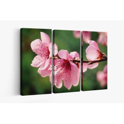Картина на Вишневи цветове - k7902327 -PAGAGAL