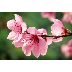 Картина на Вишневи цветове - k7902327 -PAGAGAL