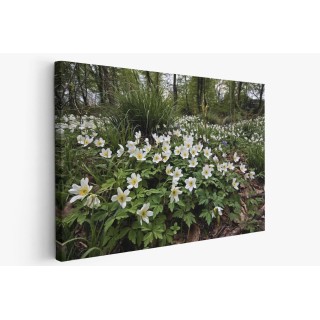 Картина на Горски бели цветя - k7902374 -PAGAGAL