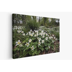 Картина на Горски бели цветя - k7902374 -PAGAGAL