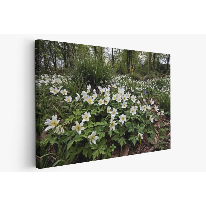 Картина на Горски бели цветя - k7902374 -PAGAGAL