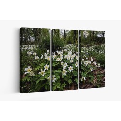 Картина на Горски бели цветя - k7902374 -PAGAGAL