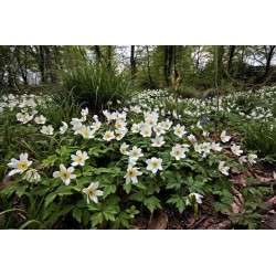 Картина на Горски бели цветя - k7902374 -PAGAGAL