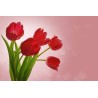Картина на Червени лалета - k84457 -PAGAGAL