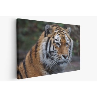 Картина на Бенгалски тигър - k860230 -PAGAGAL