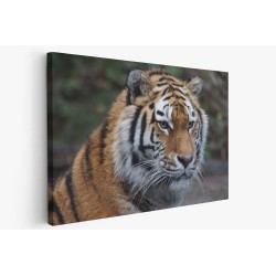 Картина на Бенгалски тигър - k860230 -PAGAGAL