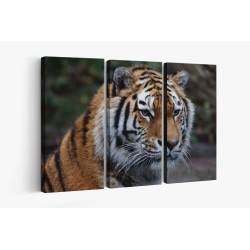 Картина на Бенгалски тигър - k860230 -PAGAGAL
